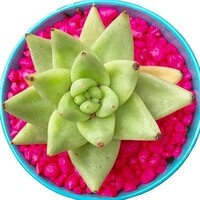 Succulent Succulents™ logo - Similar company to Pegasus Office Solutions Limited
