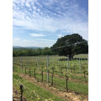 STOPHAM VINEYARD LTD logo - Similar company to Radlow Hundred