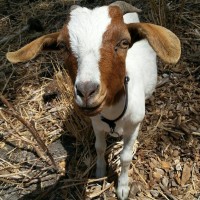 City Grazing logo - Similar company to Refuse Refuse Sf