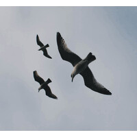 Elder Gull logo - Similar company to Lorleon®