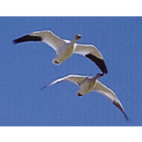 Wilde Geese Partnership