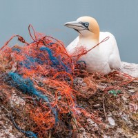 Plastic Fisher logo - Similar company to Plastic Fischer