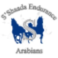 S'Shaada Endurance Arabians