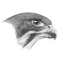Falcon Analytica logo - Similar company to Synthra Analytics