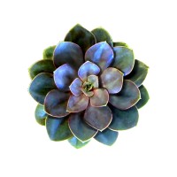 Wellness Origin logo - Similar company to Clinic Boost