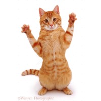 Gingercats Creative logo - Similar company to H R Junxion