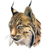 Lynx Advisors logo - Similar company to Ofelia Consulting Srl