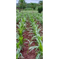 Gicheha farms ltd logo - Similar company to Ant Pricing