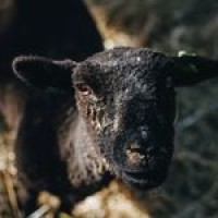 Felted Fields logo - Similar company to Qualitech Agronomy