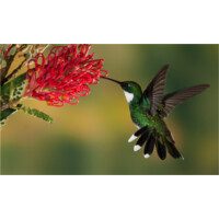 IT Hummingbird Ltd logo - Similar company to Arcsus It Solutions