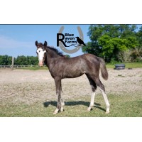 Blue Raven Farms Spanish Mustang Foundation