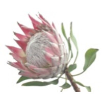 Qwane Biosciences SA logo - Similar company to Synnergan