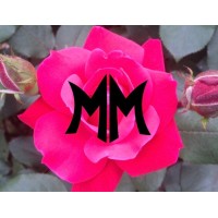 Media Mandy