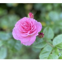 Alyssa Mannis Consulting logo - Similar company to L.A. Goal