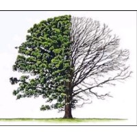 Bur Oak Resources Inc.