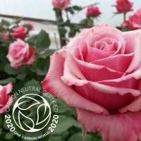 Karen Roses Limited logo - Similar company to Segera