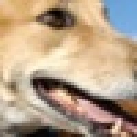 Friends Of Retired Greyhounds