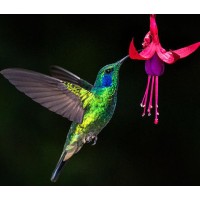 Violetear Llc