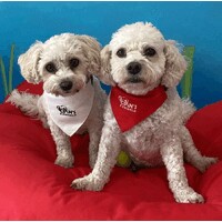 Cian's Kennels logo - Similar company to First Compliance