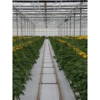 Sai Herbal Farms