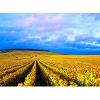 Wickels GmbH logo - Similar company to Herbaria - Modern Botanicals