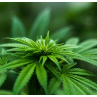 Four20 Post logo - Similar company to New Line Processing, Llc
