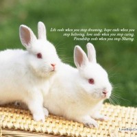 ULSTER RABBITRY logo - Similar company to Farm Ent