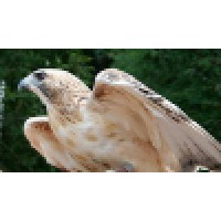 Hawkstone Solutions Llc