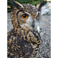 SUFFOLK OWL SANCTUARY logo - Similar company to Barn Owl Centre