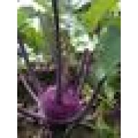 Stone Soup Farm
