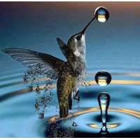 Rainbird Development Company, BLLC