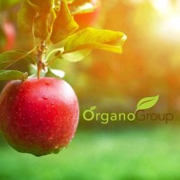 OrganoGroup logo - Similar company to Lothbury Uk Ltd