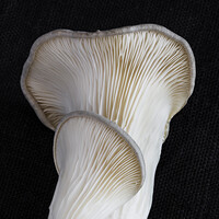 Svensk Ekosvamp logo - Similar company to Delara