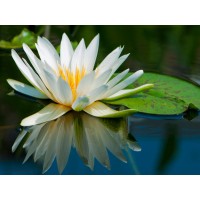 Sultan Yoga logo - Similar company to Bamboedha
