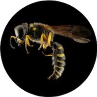 Wild Wasp Digital logo - Similar company to Arcus Accountants & Business Advisers