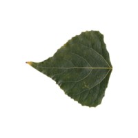 Lodestone Environmental Consulting LLC logo - Similar company to Dh Environmental, Inc.