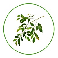 Olive Technologies Middle East logo - Similar company to Olive Technologies (Sap Gold Partner)