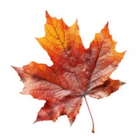 MAPLE Frontiers Advisory Ltd. logo - Similar company to Science Counter Inc.
