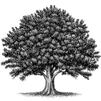 The Center for Learning with Nature logo - Similar company to Applied Learning Science