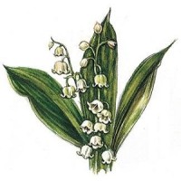 Helston Flora Day Association logo - Similar company to Flowers Made Easy