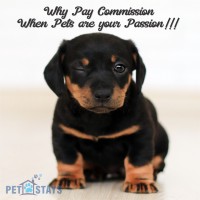 Pet Stays Directory logo - Similar company to Bentley'S Pet Stuff