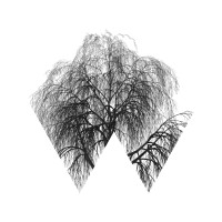Weeping Willow Holdings logo - Similar company to Weeping Willow Digital