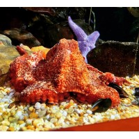 Sirenia Robotics Research Group logo - Similar company to Advanced Ocean Systems