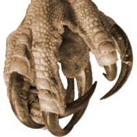 RaptorMed.com logo