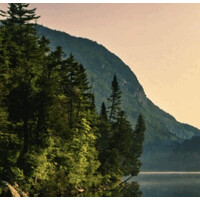 Sales Leadership & Brand Development