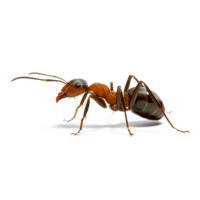 Work Antz