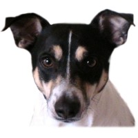 yipDog Studios, LLC logo - Similar company to George The Tech