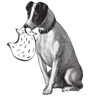 A Bearded Guy Dog Walking