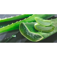 Laëtitia - L'aloe vera au service de votre bien-être logo - Similar company to Green Seed Belgium