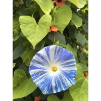 The Gardening Teacher logo - Similar company to Gardening_Mart